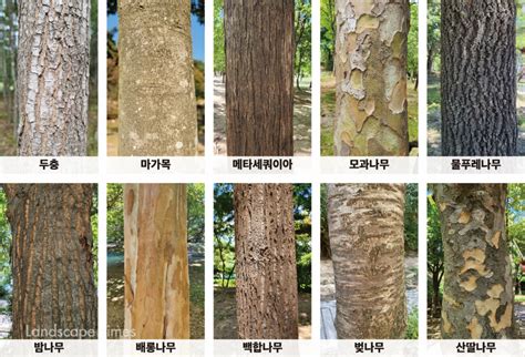 나무 종류 이름